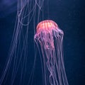 Glowing jellyfish chrysaora pacifica underwater