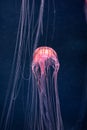 Glowing jellyfish chrysaora pacifica underwater Royalty Free Stock Photo