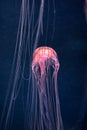 Glowing jellyfish chrysaora pacifica underwater