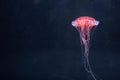 Glowing jellyfish chrysaora pacifica underwater Royalty Free Stock Photo