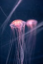 Glowing jellyfish chrysaora pacifica underwater