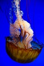 Glowing Jellyfish Dance in Deep Blue Ocean Depths, Tennessee Aquarium