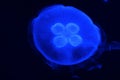 Glowing jellyfish in the dark