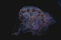 A glowing jellyfish in the deep dark ocean