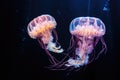 Glowing jellyfish in the sea