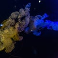 Glowing jellyfish swimming inside a dark aquarium Royalty Free Stock Photo