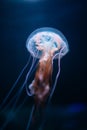 Glowing jellyfish underwater