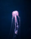 Glowing jellyfish underwater