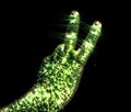 Glowing kirlian aura photography with green corona of a male human hand