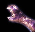 Glowing kirlian coronal aura photography with blue and purple colors of a male human hand Royalty Free Stock Photo