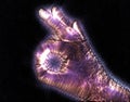 Glowing kirlian coronal aura photography with blue and purple colors of a male human hand Royalty Free Stock Photo