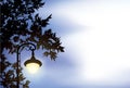 Glowing lantern, surrounded by maple branches