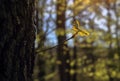 A glowing leaf against the background of the forest Royalty Free Stock Photo