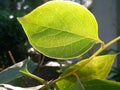 Glowing Leaf with Veins Visible in Sunlight. Royalty Free Stock Photo