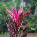 Glowing leaves of wild Cordyline Royalty Free Stock Photo