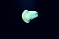 Glowing Jelly Fish in Deep Black Water