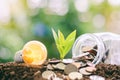 Glowing light bulb with small plant growing from soil and money Royalty Free Stock Photo