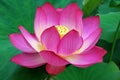 Glowing lotus flower surrounded with leaves Royalty Free Stock Photo