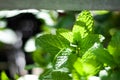 Glowing Mint Leaves