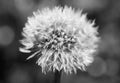 Glowing morning dew on dandelion flower seeds in black and white Royalty Free Stock Photo