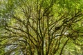 Glowing Moss-Covered Bigleaf Maple