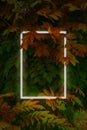 Glowing neon frame on autumn green, yellow leaves background Royalty Free Stock Photo