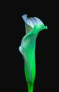 Glowing neon green blue calla blossom, black background,fine art still life color macro,single detailed textured bloom,vintage Royalty Free Stock Photo