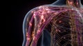 glowing neural network in human shoulder anatomy visualization Royalty Free Stock Photo