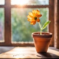 Glowing Orange Daisy In Clay Pot