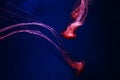 Glowing orange jellyfish chrysaora pacifica on deep phantom blue