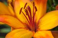 Glowing orange lily blossom close up