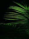 Glowing palm leaves