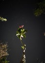 Glowing pink flower blooms on tree in moonlit night sky.