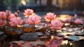 Glowing pink lotus flowers are blooming above dark water, with a serene sunrise in the background creating a peaceful ambiance Royalty Free Stock Photo