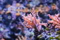 Glowing pink soft coral insea water aquarium. natural tropical under water background