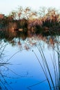 Glowing pond with plant reflections, plants on shoreline in golden