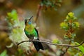 Glowing Puffleg, Eriocnemis vestita, beautiful fairy hummingbird in the nature tropic jungle habitat. Forest bird sitting on the