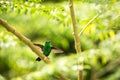Glowing Puffleg sitting on branch in rain, hummingbird from tropical rain forest,Colombia,bird with outstretched wings perching on