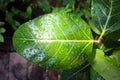 Glowing rain water droplets on green leaf. Glowing drops from sun light. Beautiful leaf texture in nature. Raining outdoors. Big f Royalty Free Stock Photo