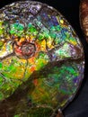 Glowing rainbow seen in fossilized ammonite nacre