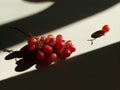 Glowing ripe berries of red grapes Royalty Free Stock Photo