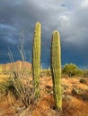 Glowing saguaro cacti at sunset in Arizona desert. Royalty Free Stock Photo