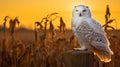 Glowing Snowy Owl Perched On Fence In Midwest Gothic Style