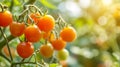 Glowing Splendor: Sun-Kissed Sungold Cherry Tomatoes Thriving in Organic Summertime Garden