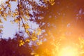 Glowing street lamp among the leaves of a tree