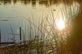 Glowing sun reflection on golden pond water wit reeds and duck