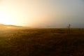 Glowing sun in the thick swamp fog on the sunrise Royalty Free Stock Photo