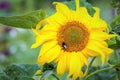 Glowing sunflower with bee on the flower head beautiful friendly sight