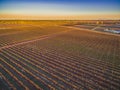 Glowing sunset over vineyards in Riverland.