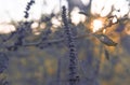 Glowing Sunset Through Thistle Bushes In Countryside Royalty Free Stock Photo